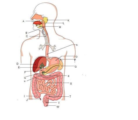 Advanced Biology Module 13 Digestive System Diagram Quizlet