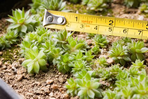 How To Grow Succulents From Seed The Greedy Vegan