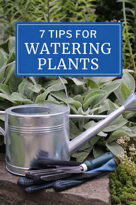 Best Practices For Watering Plants Longfield Gardens In 2021 Water Plants Longfield Gardens