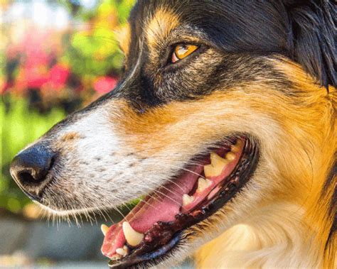 Your Dog Has Chapped Lips Heres Everything You Need To Know