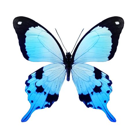 Blue Color Butterfly — Stock Photo © Suntiger 59557163