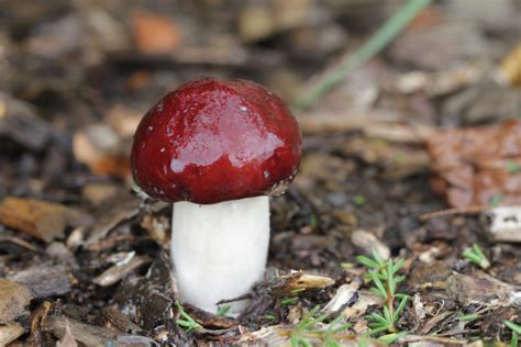 Mushroom Stropharia Rugosoannulata 1 Of 8 A Photo On Flickriver