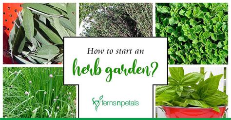 How To Start An Herb Garden Ferns N Petals