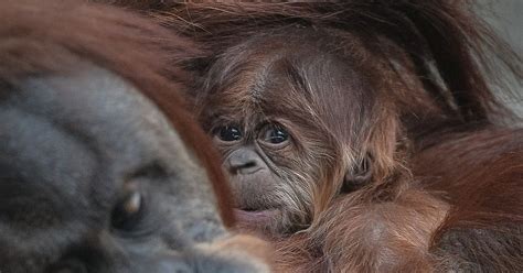 Baby Orangutan Born At Chester Zoo Cheshire Live
