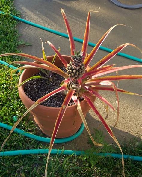 Bromeliad Bromeliads Plants Pineapple