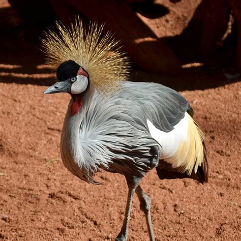 Grulla Coronada Cuelligris Bioparc Fuengirola