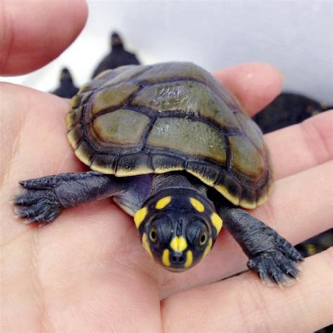 Yellow Spotted River Turtle Podocnemis Unifies