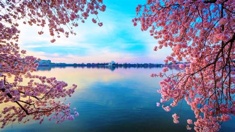 Blossomed Lake Flowers Blue Cherry Blossom Water Pink