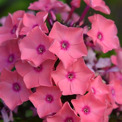 Check spelling or type a new query. Phlox paniculata 'Coral Creme Drop' | Kiefer Nursery ...