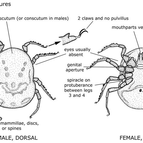 Pdf Ticks Of Australia The Species That Infest Domestic Animals And