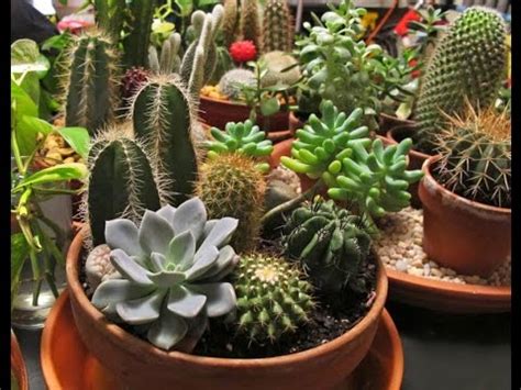 This is my first year.i. Cactus Combo Bonsai Trees