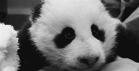 You can either sign up as an individual or with your entire team. Panda GIF - Find & Share on GIPHY