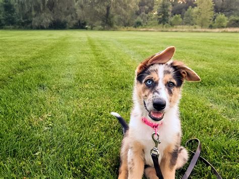 Make a post with and tell us about your pup! Blue! The 10 week old Border Collie, German Shepherd mix, learning to sit and stay. : BorderCollie