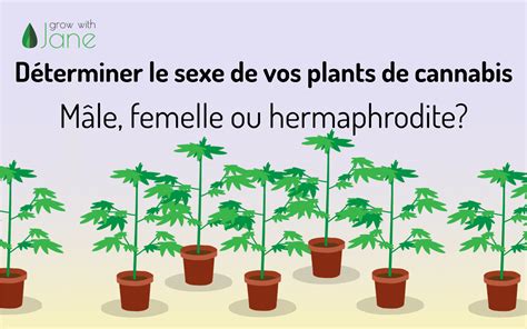 Identifier Les Plantes De Cannabis Mâles Femelles Et Hermaphrodites
