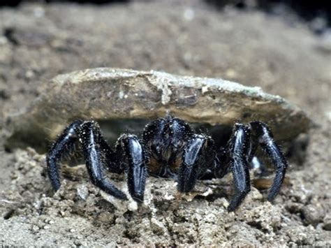 New Species Of Venomous Spider Identified At Florida Zoo Miami Fl Patch