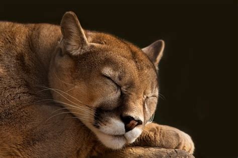 Sleepy Mountain Lion Mountain Lion Cool Pictures Of Animals Animals