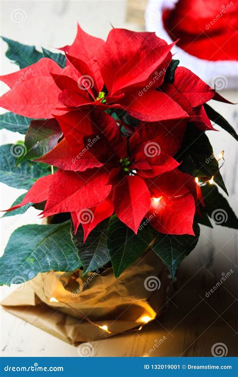 Beautiful Red Christmas Flower Poinsettia Stock Image Image Of Year