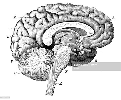 Antique Medical Scientific Illustration High Resolution Brain In 2020