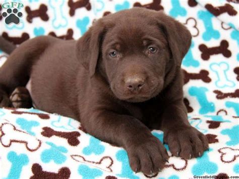 Labrador retriever puppy dog figurine brown chocolate lab schleich toy new /. Pin by Amber Smith on Puppy Fever | Lab puppies, Chocolate ...