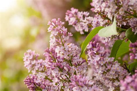 Blooming Lilacs Wallpapers With Spring Flowers Stock Photo Image Of