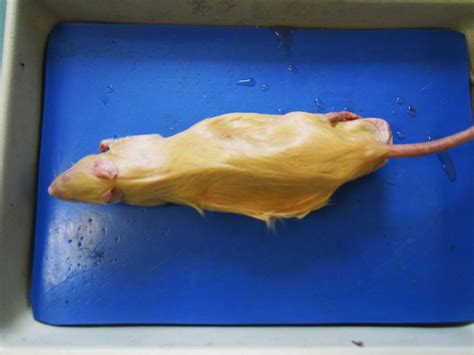 Biology 11 Rat Dissection