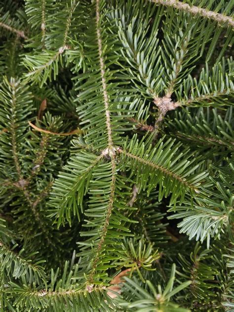 Greenery Douglas Fir Branches Holiday Background Needles In Closeup