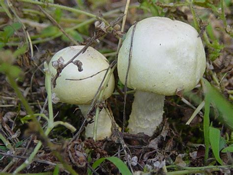 Mushrooms Of Nw Arkansas Pics Mushroom Hunting And