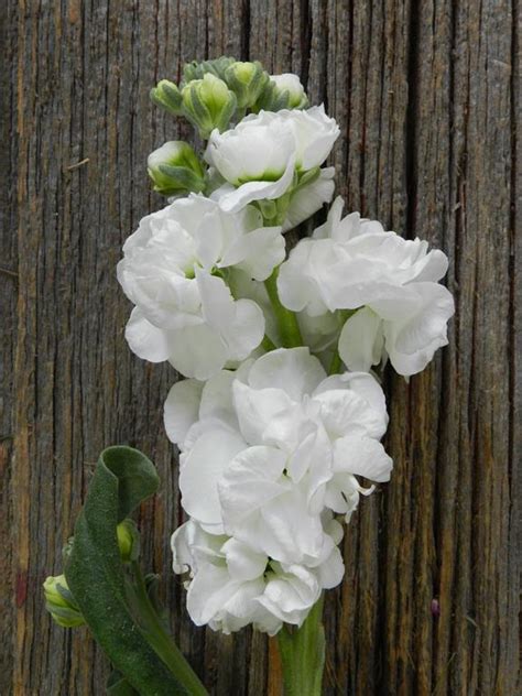 Wholesale White Stock Flowers Online Flowerfarm Stock Flowers