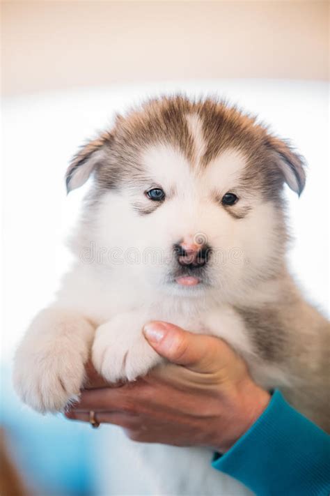 White Alaskan Malamute Puppy Dog Sits In Hands Of Woman Stock Photo