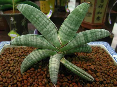 To create a suitable growing median for. Sansevieria eilensis | World of Succulents
