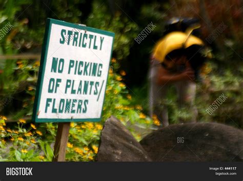 No Picking Flowers Image And Photo Free Trial Bigstock