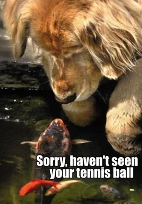 30 funny animal captions (30 pics) | Amazing Creatures