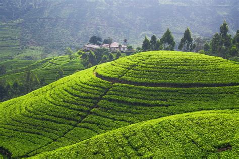 Man Made Tea Plantation Hd Wallpaper By Suranga Weeratunga