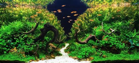 Aquarium, aquarium scaping, aquascape fish tank design aquarium, there is aquarium for sale, takashi amano, nano aquascape, aquascaping supplies, aquascaping rocks for sale. Aquascape Ideas - Styles and Inspiration for Planted Tanks