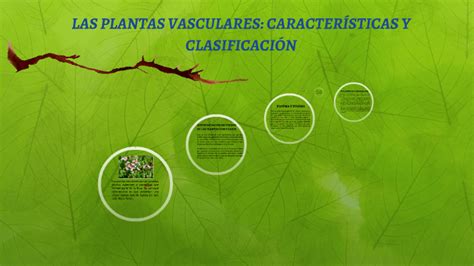 Las Plantas Vasculares Caracter Sticas Y Clasificaci N By Stephany