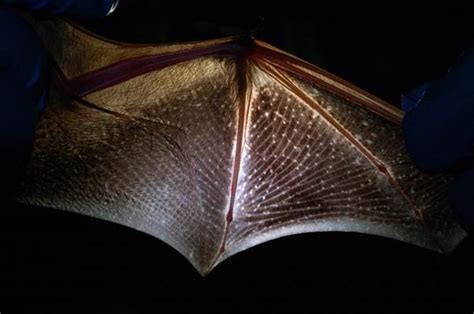 Bat Week Day 3 Bat Contributions To Science Healthy Wildlife