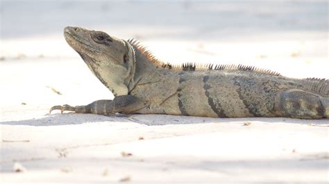 Free Images Wildlife Iguana Fauna Lizard Hot Vertebrate