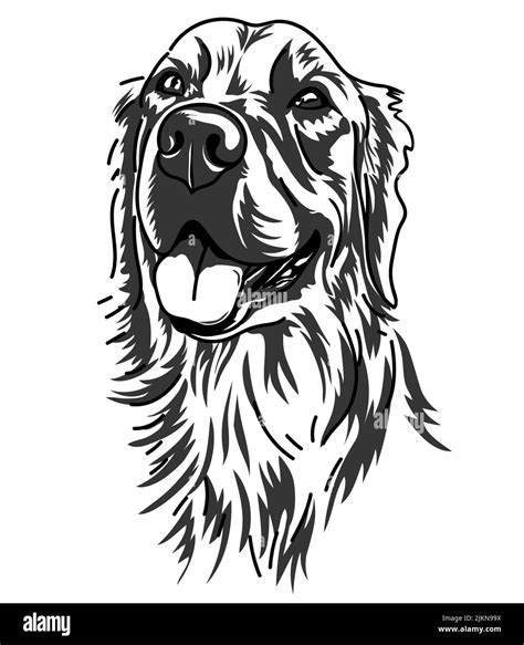 Drawing Line Art Of Labrador Retriever Dog Isolated On White Vector