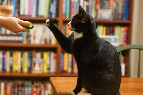How To Train Your Cat To Do Tricks Munchkin Kitten Store