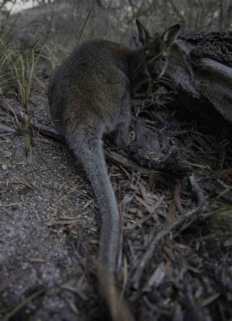 Tasmanian Wallaby Smithsonian Photo Contest Smithsonian Magazine