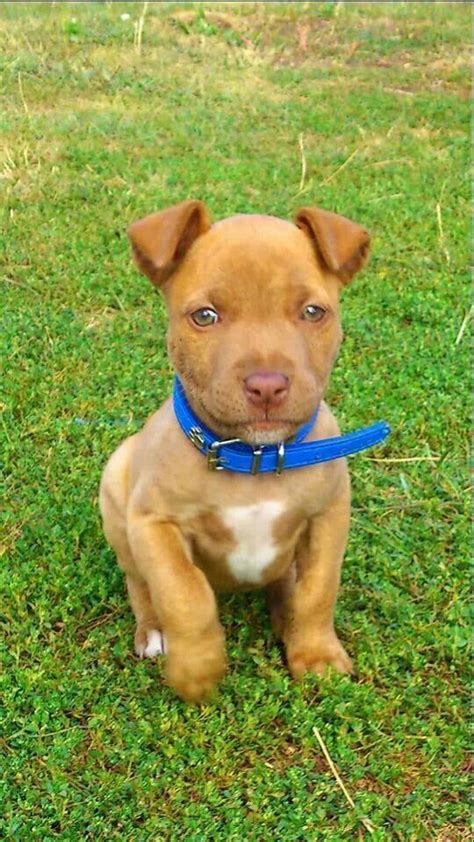 Best 25 Rednose Pitbull Ideas On Pinterest Red Pitbull Puppy