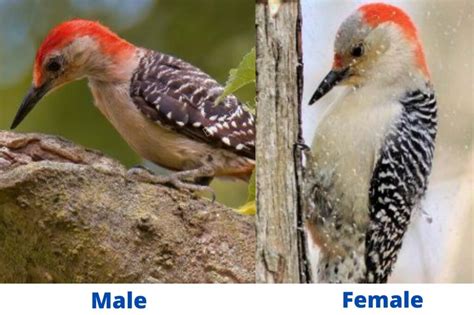 Male Vs Female Woodpeckers Difference With Pictures Birds Fact