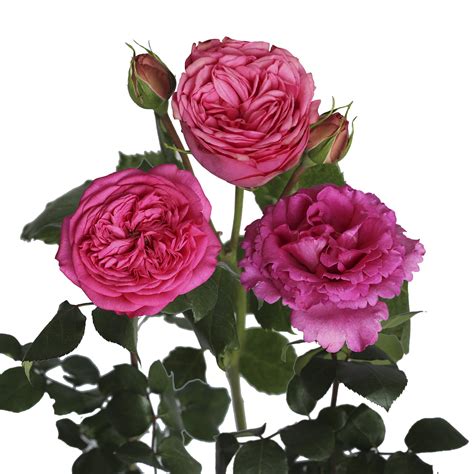 Hot Pink Garden Roses 40 Cm Fresh Cut 36 Stems