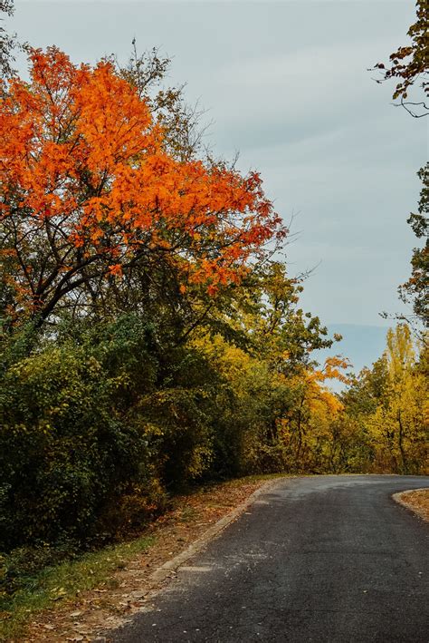 Free Images Tree Leaf Natural Landscape Sky Autumn Nature