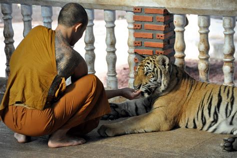 Tiger Temple Bangkok Necessary Indulgences