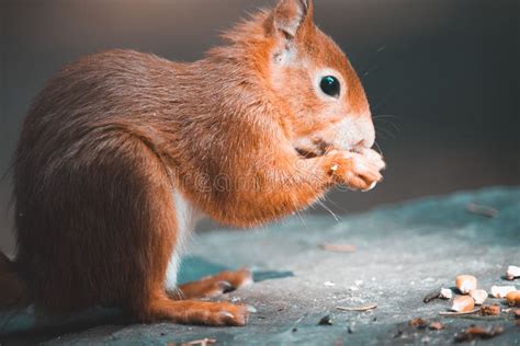 Close Up View Of A Cute Red Squirrel Eating Hazelnuts On The Stone