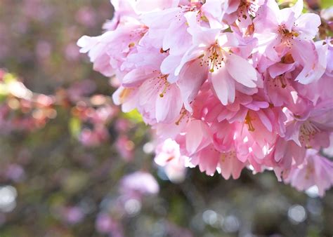 Pink Cherry Blossoms In Spring In The Garden Free Image Download
