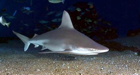Sandbar Shark Shark And Ray Central