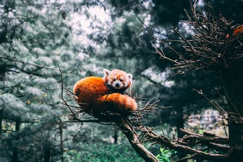 Wallpaper Red Panda Panda Wildlife Hd Widescreen High Definition