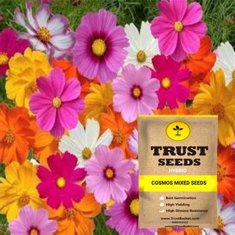 Cosmos Seeds Wholesale Price And Mandi Rate For Cosmos Seeds